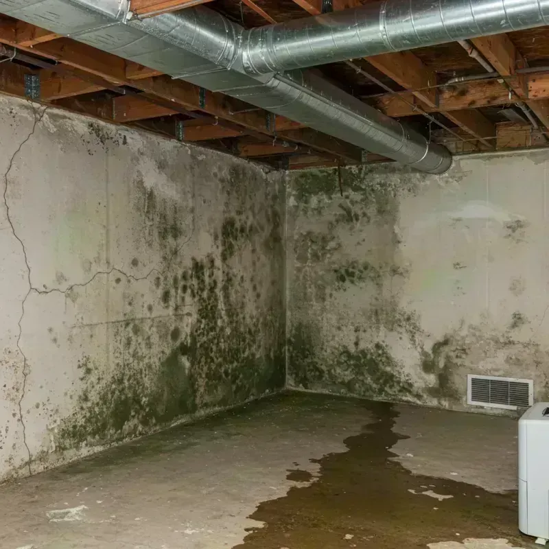 Professional Mold Removal in Clive, IA